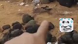 男子揭露赶海假直播，买好海鲜放置好再垫布定点抓