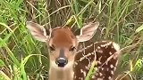 野外看到一只未成年的梅花鹿，它看到我有点害怕，警惕性很高啊！