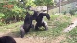 大猩猩闯入鹅的领地，谁知鹅不乐意了，镜头拍下搞笑一幕