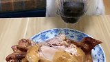 赛文不给主人吃烧鸡,看主人说了什么把赛文气坏了,忍住别笑