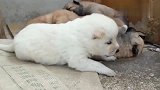 小奶狗睡觉成堆，白色奶狗因为毛色不一样被挤出圈