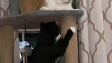 橘猫受到上下两床殴打