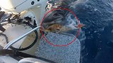 巴哈马：一海龟被虎鲨咬住，想爬上渔船摆脱追赶