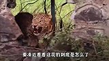 花豹趴在狗洞口“剧烈抽搐”，路人小心靠近后，才知是怎么回事！