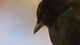 阴谋家卷尾鸟 模仿游隼打劫 猫鼬口粮 最后悲剧了