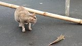 铲屎官给猫咪一条鱼，结果却把它吓成这样，太怂了！