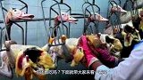 世界顶级美食“鹅肝”，看完它的喂养过程后，你还想吃吗？