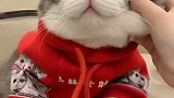 完了！！！这衣服好像长猫了  爱了爱了