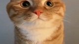 橘猫：我已经一个小时没吃饭了，快给朕拿小鱼干来