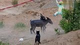 驴子咬住同伴不松口，狗狗看的好着急，赶紧喊来主人劝架