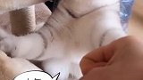 猫：走开点，再用手指我，我就挠死你！