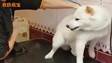 狗界王境泽真香警告，小哥不愧是训狗达人