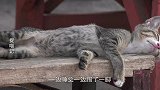 猫咪：你睡觉就i睡觉，为什么要踢我？