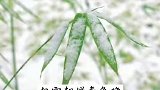 白雪却嫌春色晚，故穿庭树作花飞…4月13日，吴忠雪景，请查收。