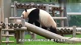 聪明的旅日大熊猫，一个举动惊呆日本网友：天才！