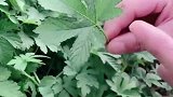 田间害草“拉拉秧”，这个妙用厉害了？赶紧看看吧