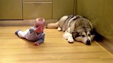 阿拉斯加犬和小宝宝们玩耍的可爱视频集锦