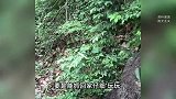 男子进山遇五步蛇，想抓来玩，结果被喷一脸毒液：眼睛又疼又烧！