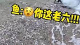 小鱼躲避捕食者故意搁浅，没想到被人救助丢回海里
