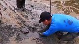 大叔田间挖泥，没想到竟挖出10m长的大泥鳅