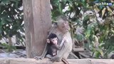 猴妈死了，猴姐把猴弟照顾得非常好，比猴妈还称职