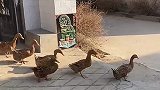 集合了集合了，全村出击