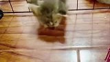 猫咪还真是水做的