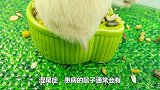 小仓鼠很容易得湿尾症的病，湿尾症一般48小时可导致小仓鼠死亡