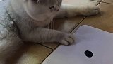 我配合大白完成了挑战猫咪遮黑点测试