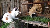 调皮的猫招惹谁不好，费去招惹吃草的羊，看到最后我笑了