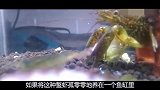 变异小龙虾入侵全球？人类应该如何制服它？