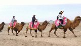 达瓦昆沙漠驼队