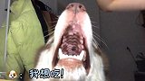 心机铲屎官趣逗蠢萌哈士奇，傻狗急到说人话，可爱