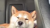 这是我家的柴犬,昨晚不知道干嘛去了怎么就困成了这副狗样!