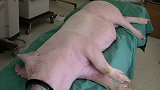 英国专家：猪心可能用于人体心脏移植 目前正尝试移植猪肾