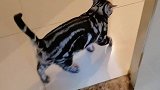 小猫咪的仪式感