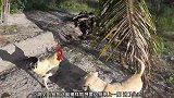 公鸡遇到一条赖皮狗会怎么对付它，公鸡能不能打得过狗