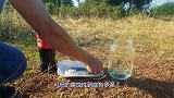 鱼被可乐泡后竟消失只剩残渣？腐蚀性真有那么强？感觉智商被碾压