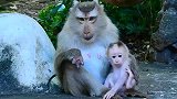 猴妈的爱是无私的，疼爱小猴仔无微不至