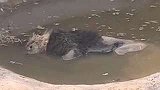 河北邯郸：动物园内非洲狮死亡 园方发最新情况说明