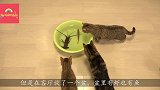 猫想吃虾旁边的鱼，鱼：我有保镖，镜头记录全过程