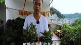 濒死的长寿花，立马喂点“急救水”，半个月活过来