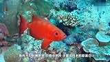 世界上最危险的五种鱼,每种都有致命威胁,吃货们敢尝试一下吗
