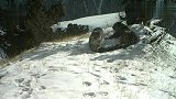 实拍到雪豹一家三口罕见同框，两幼崽打滚撒欢十分有爱