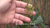 三四月份，着重注意这些“虫类”，小心它啃食花苞，让你无花可看