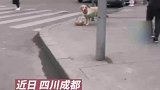 狗狗独自买菜，惊呆路人