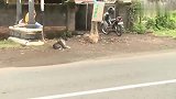 印度流浪狗泛滥成灾,这样的方法全城围捕真的是绝了