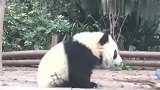 失宠的熊猫宝宝！弱小可怜又无助！