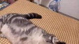 女生每个星期都会欺负猪咪，把猪咪打自闭了