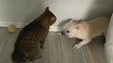 狗狗被猫咪堵在角落，猫咪还没出手狗狗就先出手了，最后还是怂了